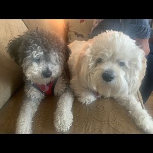 Meet your Posher, Sylvia